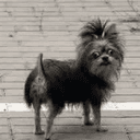 Chewy