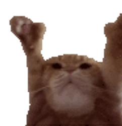 Yaycat