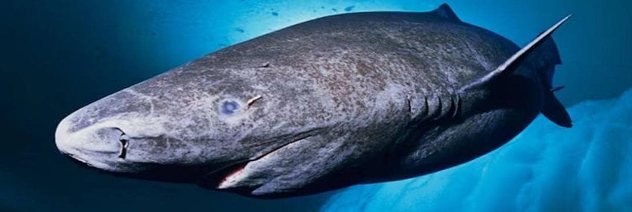 Greenland Shark Banner