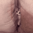 PUSSY