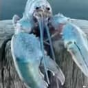 LOBSTER