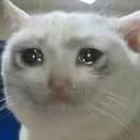 sadcat
