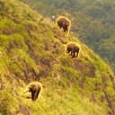 Elephants