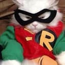 RobinCat