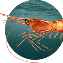 shrimp