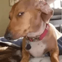susdog