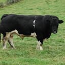 bull