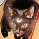 mooncat