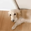 Roy