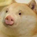 PIGED