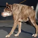 Quasi