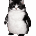 catguin