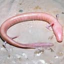 OLM