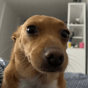 goeuiro
