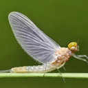 MAYFLY
