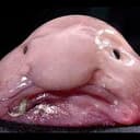 BLOB