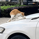 GOONCAT