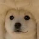 UNDERDOG