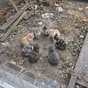 catbal