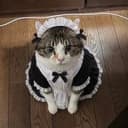 MaidCat