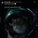 Solana cat