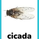 cicada