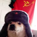Sovidog