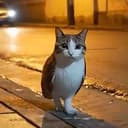 Meowl
