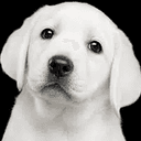 WHITEDOG