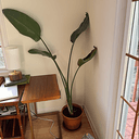 plants