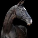 Akhal-Teke