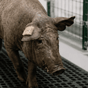 PORKY
