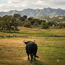 BULL