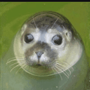 Walruse
