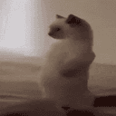 chubcat