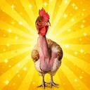 COCK