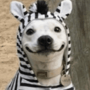 ZEDOG