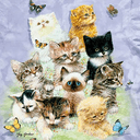 Kittens