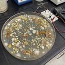 MOLDAGENT