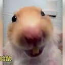 哈哈鼠