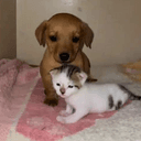 Strays