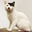 Catler