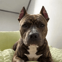Bully