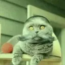 Folkcat