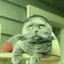 Folkcat