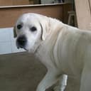 Bruno