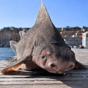 ROUGHSHARK