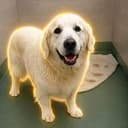 KIMBO