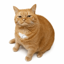 BROKECAT