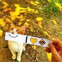 BnCat